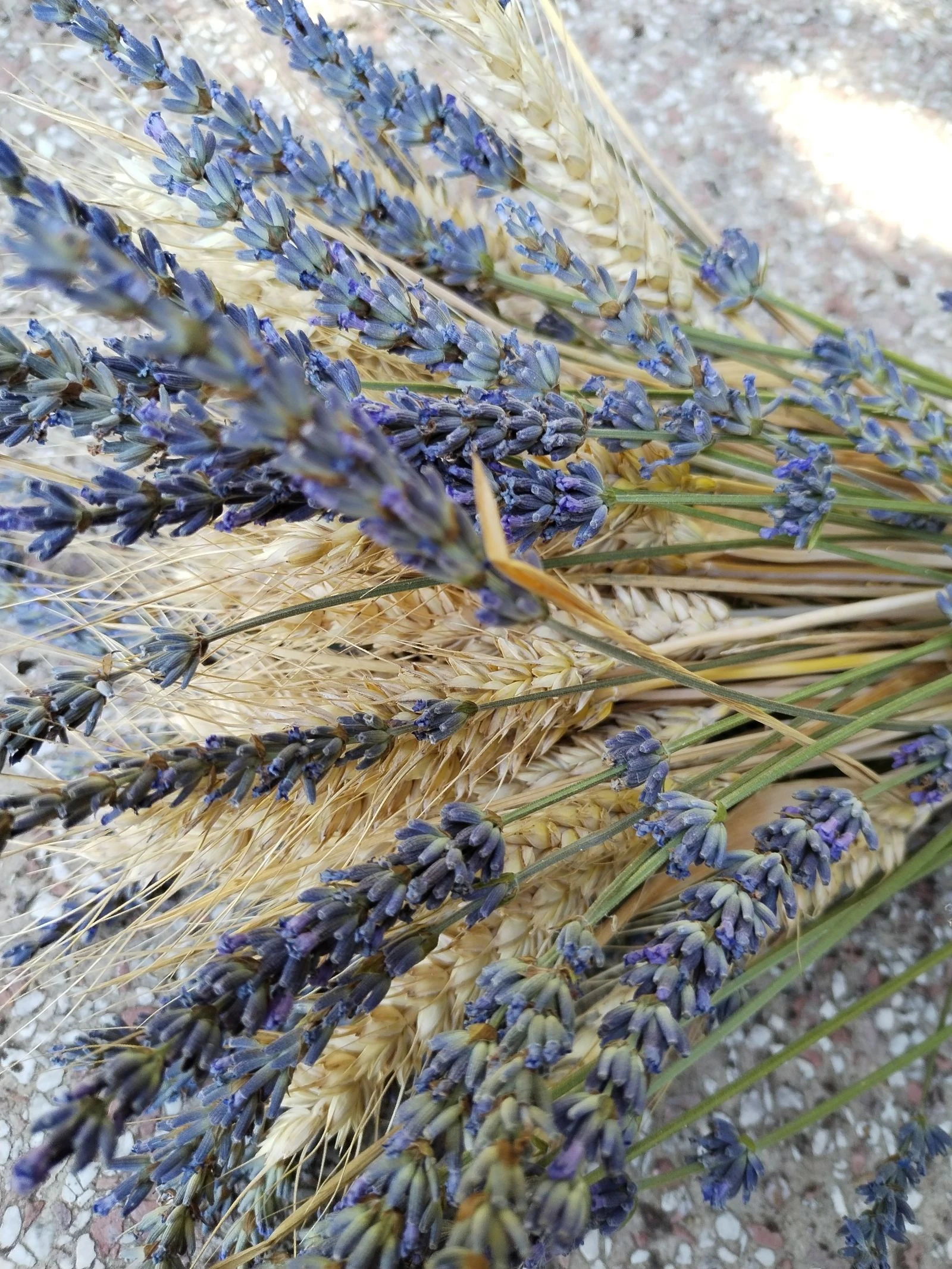 Bonito ramo de flores secas rústicas, espigas de trigo y lavandas azules de mi jardín natural. – photo 7